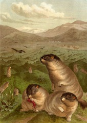 Marmota bobak