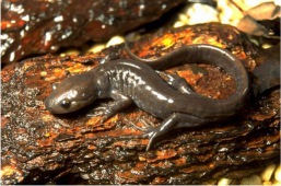 Salamandre de Jefferson