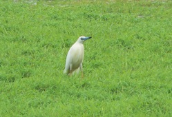 Malagasy pond heron