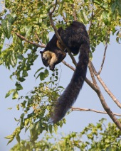 Schwarzes Riesenhörnchen
