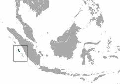 Pig-tailed langur