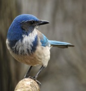 Western scrub jay