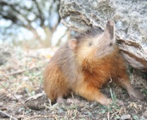 Solenodon paradoxus