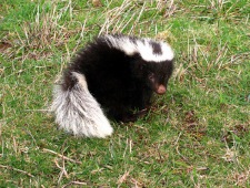 Molina's hog-nosed skunk