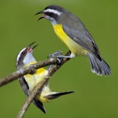 Sucrier à ventre jaune