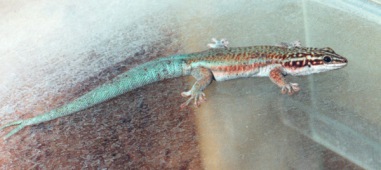 Barbour's day gecko