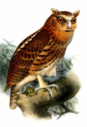 Otus gurneyi