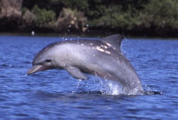Grand dauphin de l'océan Indien