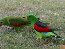 Red-winged parrot