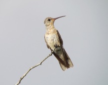 Buffy hummingbird