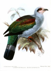 Mindoro imperial pigeon