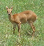 Vierhornantilope