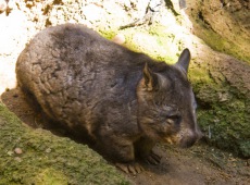 Wombat szerokogłowy