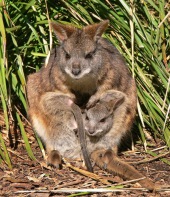 Parma (White-throated) Wallaby