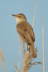 Great reed warbler