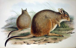 Rufous (Western) Hare-wallaby