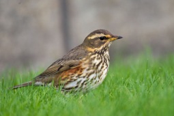 Turdus iliacus