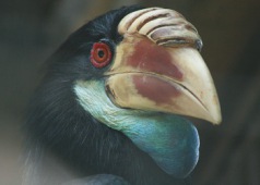 Sumbahornvogel