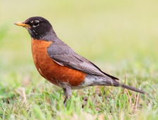 Turdus migratorius