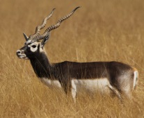 Antilope cervicapre