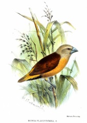 Yellow-rumped mannikin