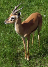 Rotstirngazelle