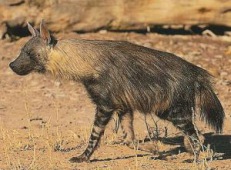Hyaena brunnea