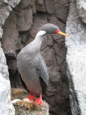 Red-legged cormorant