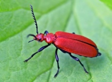 Cardinal beetle