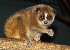 Loris paresseux pygmée