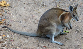 Bridled nail-tail wallaby