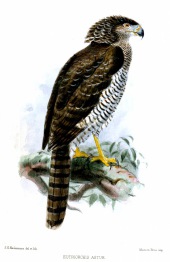 Madagascan serpent eagle