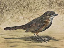 Rostbauch-Dickichtvogel