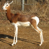 Dama gazelle