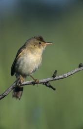 Marsh warbler