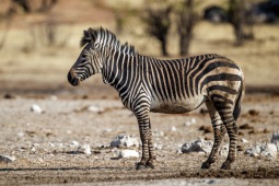 Equus zebra hartmannae