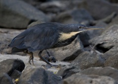 Black bittern