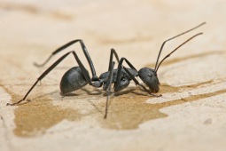 Camponotus