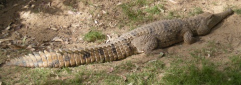Krokodyl australijski
