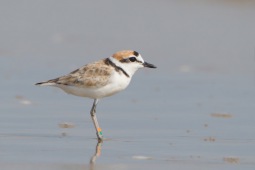 Malaysian plover