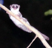Lesser (Fat-tailed) Dwarf Lemur