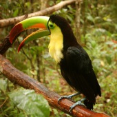 Toucan à carène