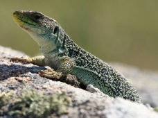 Lézard ocellé