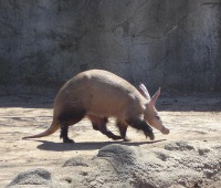 Aardvark