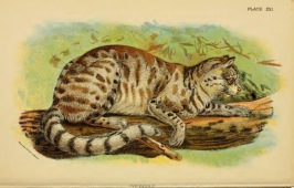 Leopardus pajeros