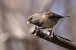 Junco ardoisé