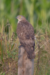 Wespenbussard