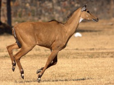 Antilope nilgaut