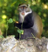 Sykes' monkey
