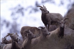 Sierra Nevada bighorn sheep